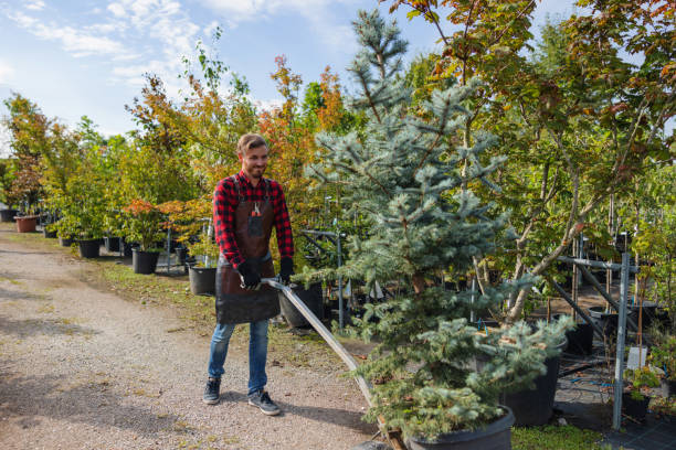 Best Tree Trimming and Pruning  in Leon Valley, TX